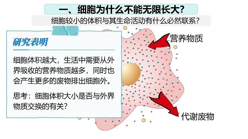 2.3.1 细胞通过分裂而增殖(2024秋) 2024北师大版七年级生物上册课件第5页