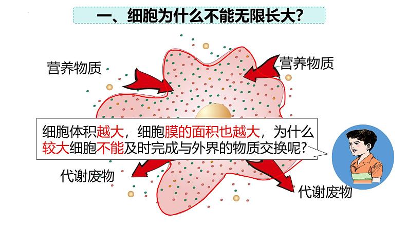 2.3.1 细胞通过分裂而增殖(2024秋) 2024北师大版七年级生物上册课件第8页