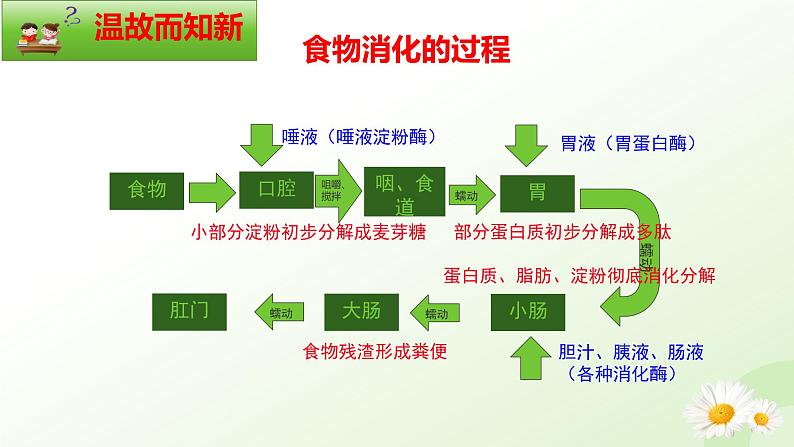 【核心素养】冀少版生物七年级下册 3.1.3 食物的消化和营养物质的吸收(三、营养物质的吸收) 同步课件第2页