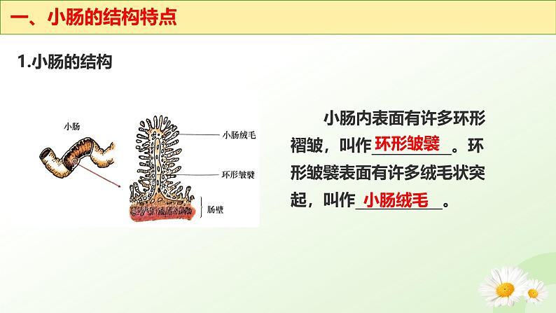 【核心素养】冀少版生物七年级下册 3.1.3 食物的消化和营养物质的吸收(三、营养物质的吸收) 同步课件第6页