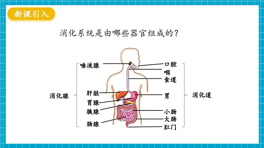【新教材】冀少版生物七年級(jí)下冊(cè)3.1.1  消化系統(tǒng)的組成 課件第3頁