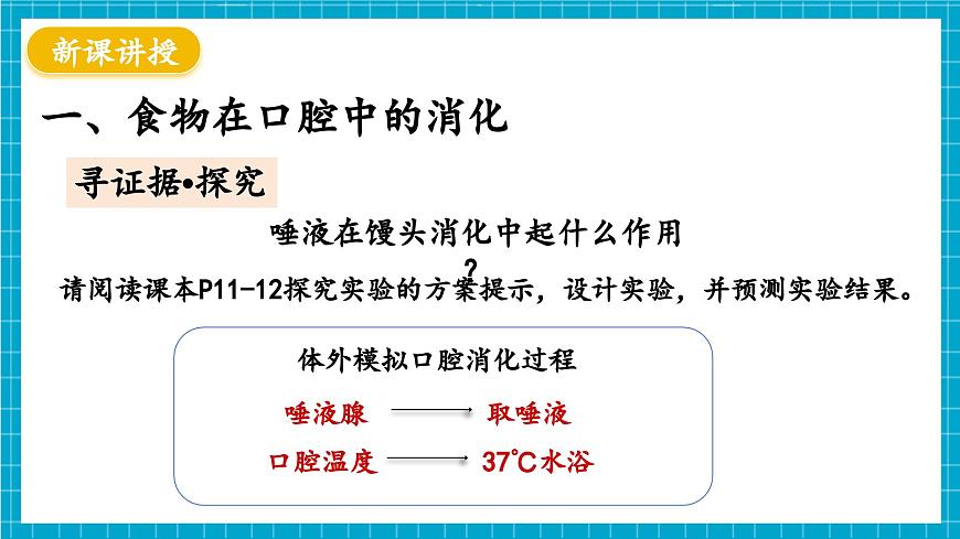 【新教材】冀少版生物七年級下冊3.1.3 食物的消化和營養(yǎng)物質(zhì)的吸收(一、食物在口腔內(nèi)的消化) 課件第4頁
