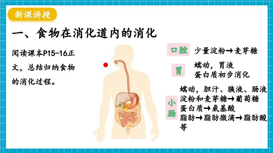 【新教材】冀少版生物七年級(jí)下冊(cè)3.1.3 食物的消化和營養(yǎng)物質(zhì)的吸收(二、食物在胃腸內(nèi)的消化) 課件第5頁