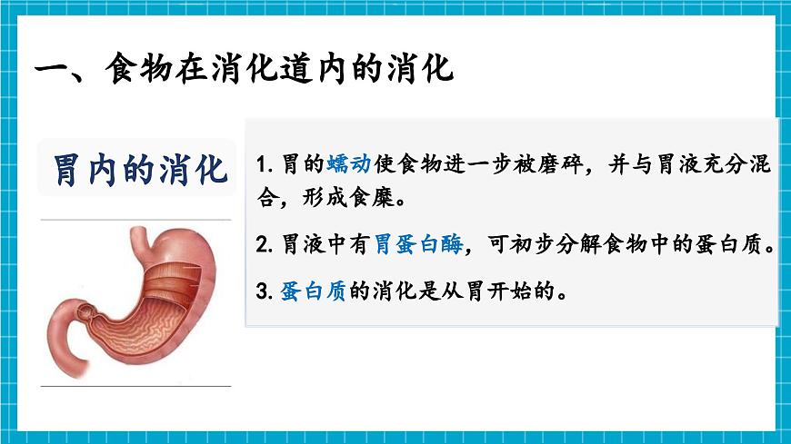【新教材】冀少版生物七年級(jí)下冊(cè)3.1.3 食物的消化和營養(yǎng)物質(zhì)的吸收(二、食物在胃腸內(nèi)的消化) 課件第6頁