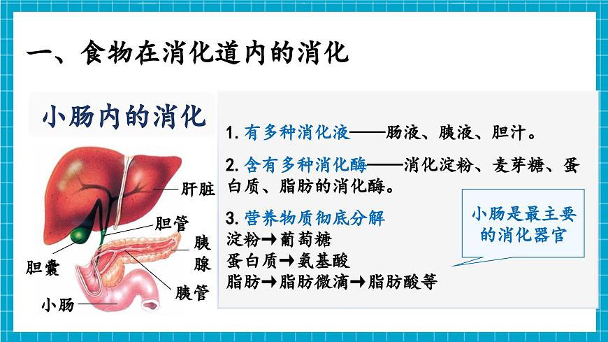 【新教材】冀少版生物七年級(jí)下冊(cè)3.1.3 食物的消化和營養(yǎng)物質(zhì)的吸收(二、食物在胃腸內(nèi)的消化) 課件第7頁