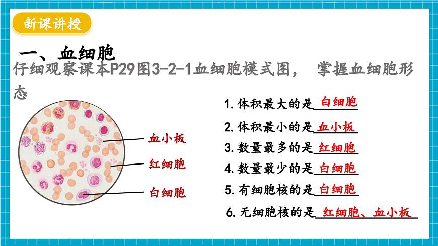 【新教材】冀少版生物七年級下冊3.2.1 血液循環(huán)系統(tǒng)的組成(一、血液) 課件第5頁