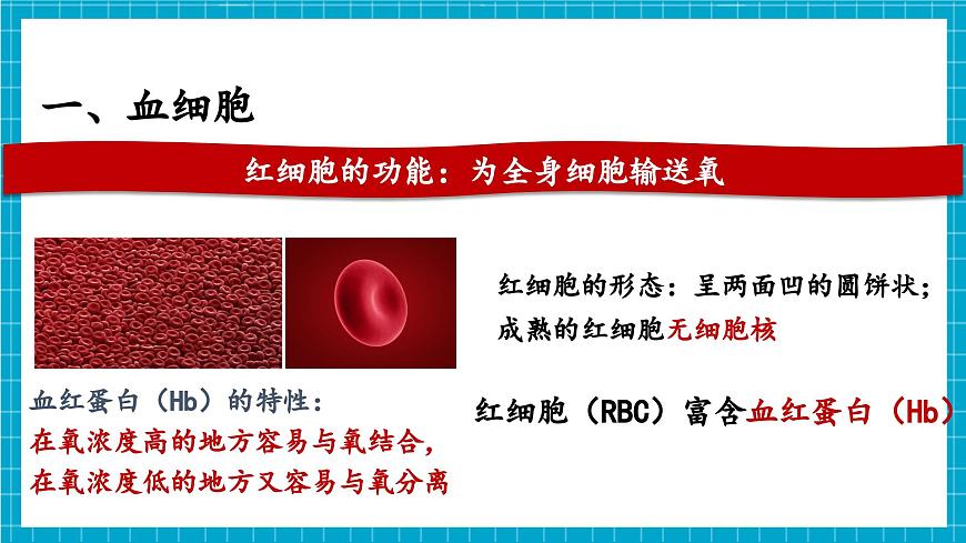 【新教材】冀少版生物七年級下冊3.2.1 血液循環(huán)系統(tǒng)的組成(一、血液) 課件第6頁