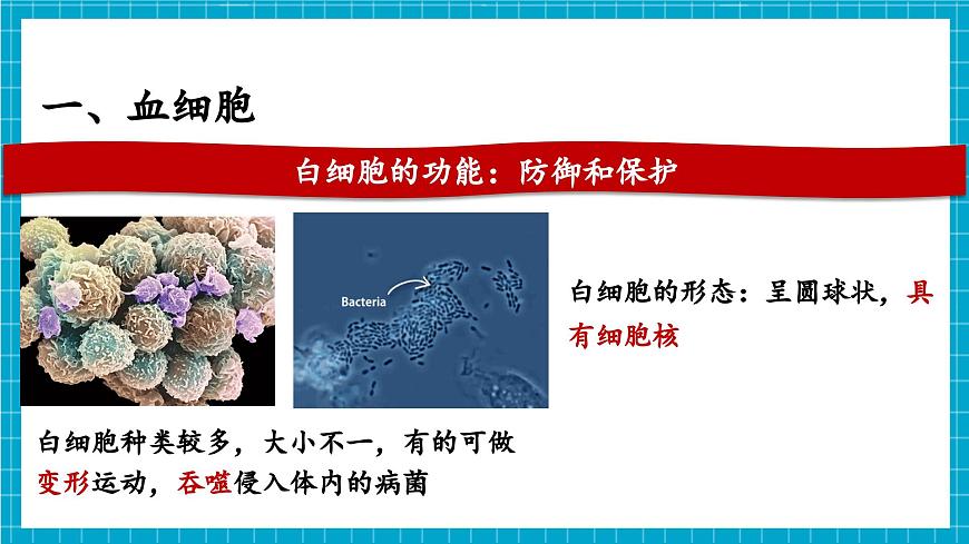 【新教材】冀少版生物七年級下冊3.2.1 血液循環(huán)系統(tǒng)的組成(一、血液) 課件第7頁