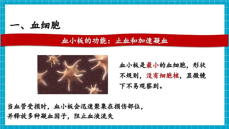 【新教材】冀少版生物七年級下冊3.2.1 血液循環(huán)系統(tǒng)的組成(一、血液) 課件第8頁