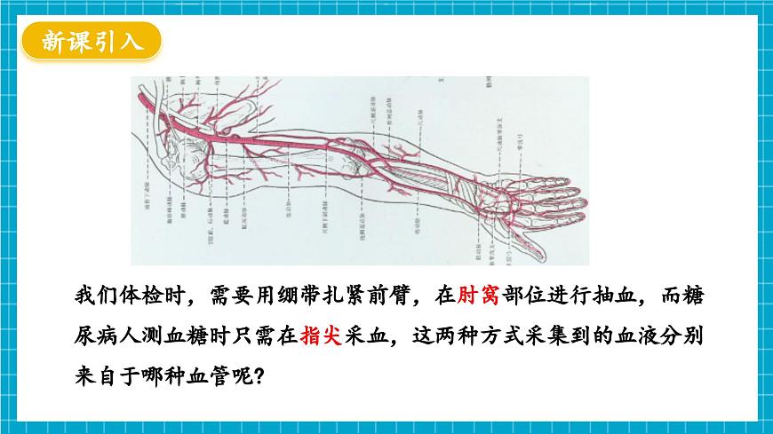 【新教材】冀少版生物七年級下冊3.2.1 血液循環(huán)系統(tǒng)的組成(二、血管) 課件第3頁