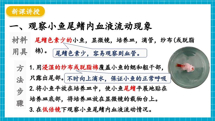 【新教材】冀少版生物七年級下冊3.2.1 血液循環(huán)系統(tǒng)的組成(二、血管) 課件第4頁