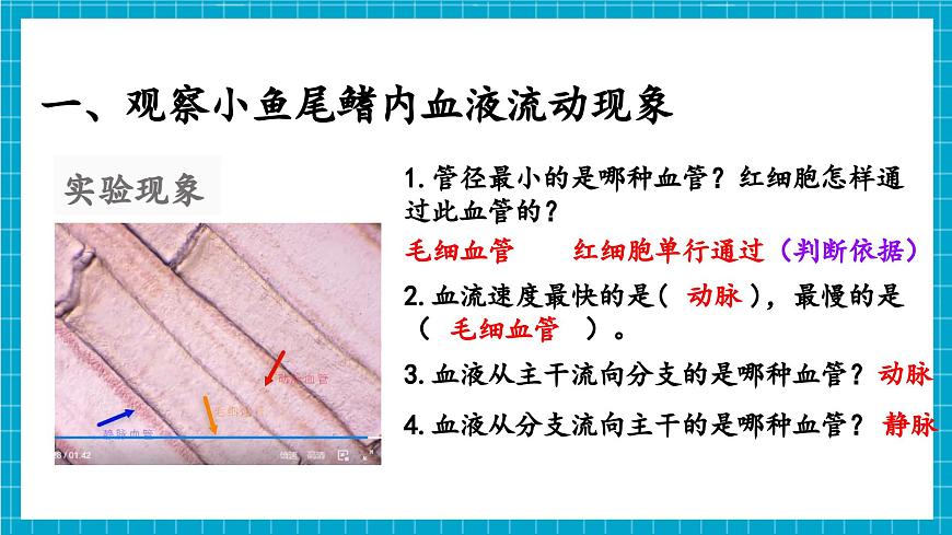 【新教材】冀少版生物七年級下冊3.2.1 血液循環(huán)系統(tǒng)的組成(二、血管) 課件第5頁