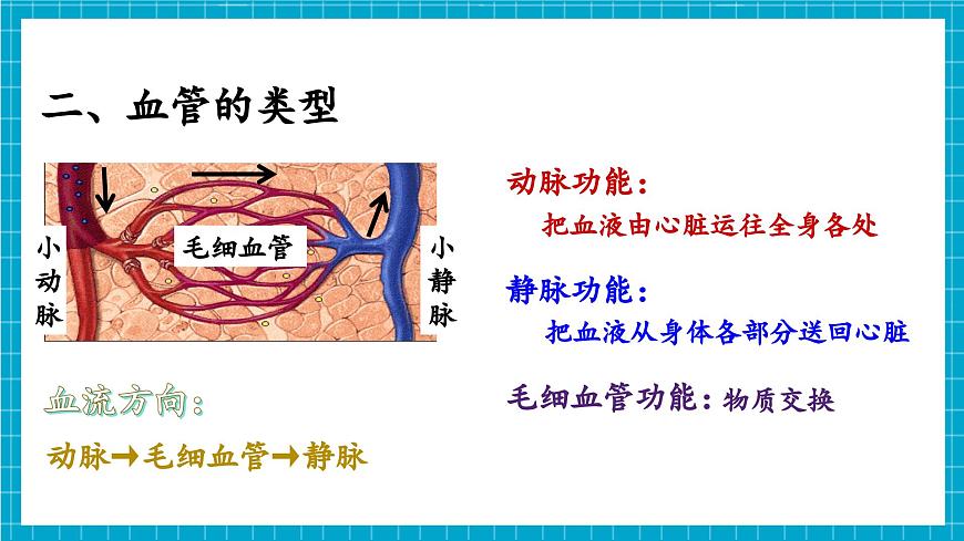 【新教材】冀少版生物七年級下冊3.2.1 血液循環(huán)系統(tǒng)的組成(二、血管) 課件第7頁