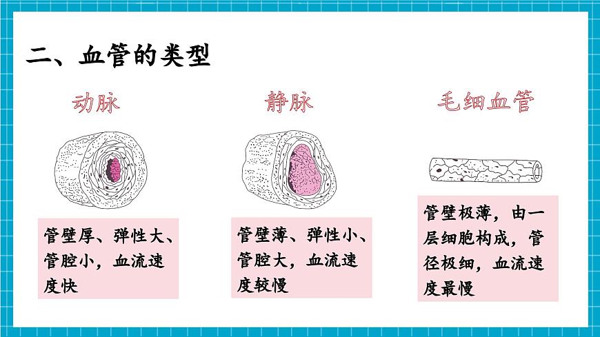 【新教材】冀少版生物七年級下冊3.2.1 血液循環(huán)系統(tǒng)的組成(二、血管) 課件第8頁