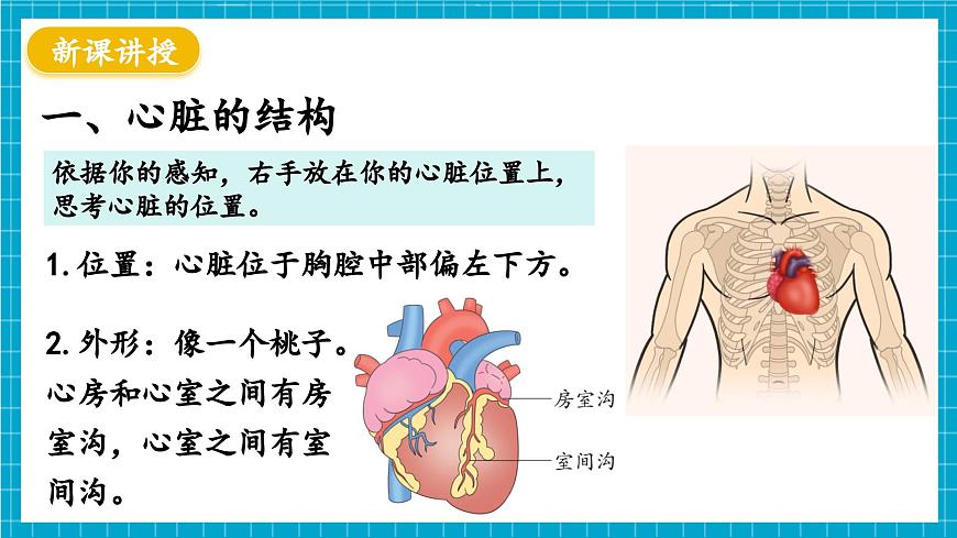 【新教材】冀少版生物七年級下冊3.2.1 血液循環(huán)系統(tǒng)的組成(三、心臟) 課件第4頁