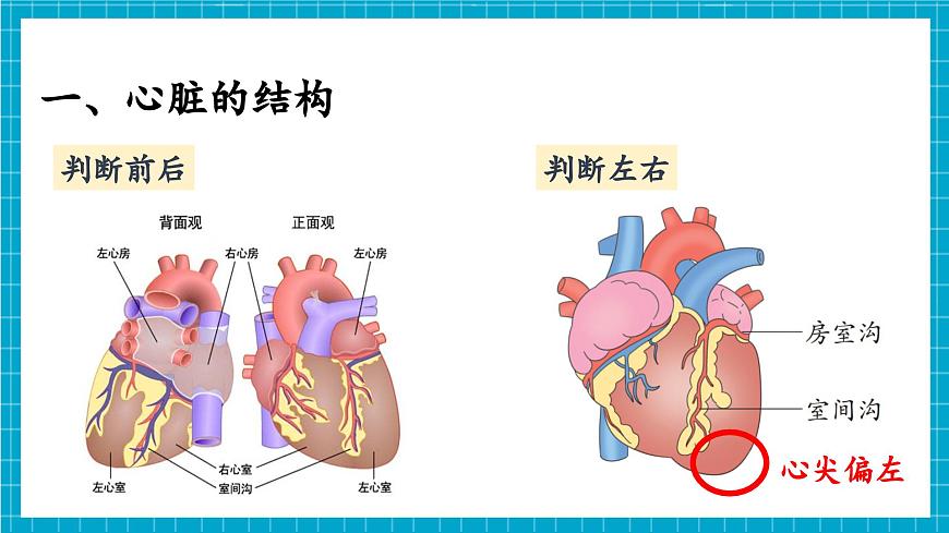 【新教材】冀少版生物七年級下冊3.2.1 血液循環(huán)系統(tǒng)的組成(三、心臟) 課件第5頁