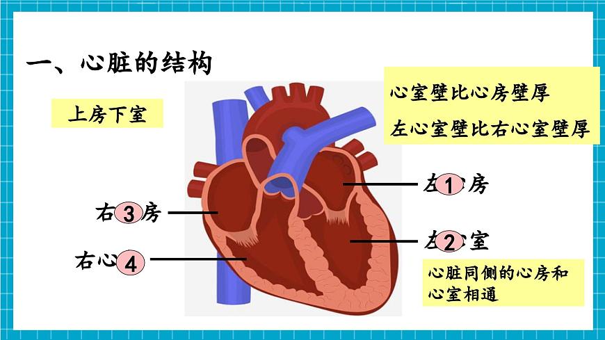 【新教材】冀少版生物七年級下冊3.2.1 血液循環(huán)系統(tǒng)的組成(三、心臟) 課件第7頁