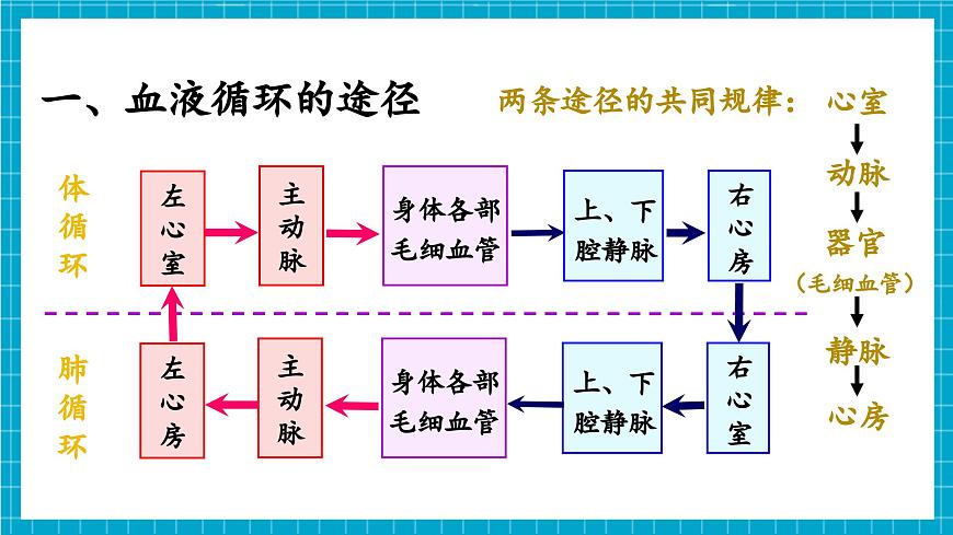 【新教材】冀少版生物七年級(jí)下冊(cè)3.2.2 血液循環(huán)的途徑和功能 課件第5頁(yè)