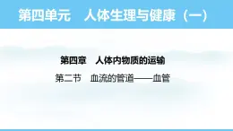 人教版（2024）七年级生物下册课件 第四单元 第四章 第二节血流的管道——血管