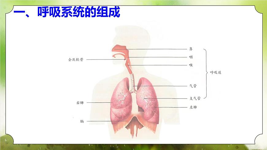 【核心素養(yǎng)】人教版初中生物七年級下冊4.3.1《呼吸道對空氣的處理》課件第7頁