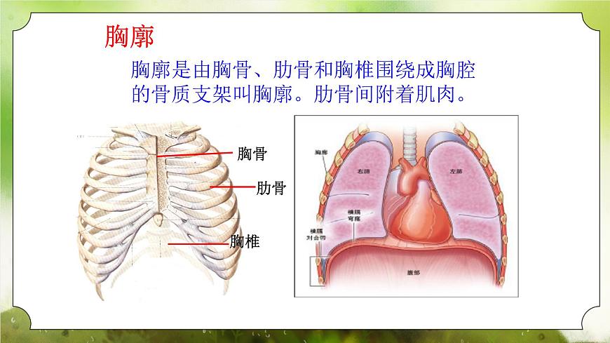 【核心素養(yǎng)】人教版初中生物七年級(jí)下冊(cè)4.3.2《發(fā)生在肺內(nèi)的氣體交換》課件第8頁