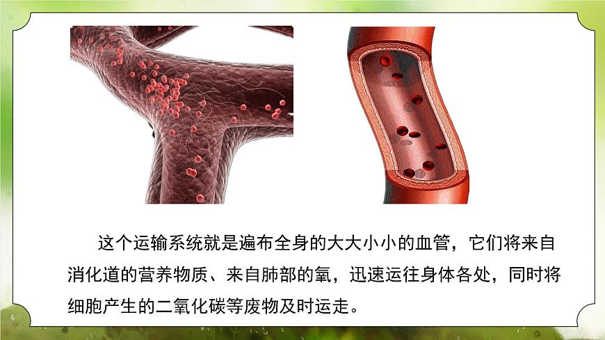 【核心素養(yǎng)】人教版初中生物七年級(jí)下冊(cè)4.4.2《血流的管道-血管》課件第6頁