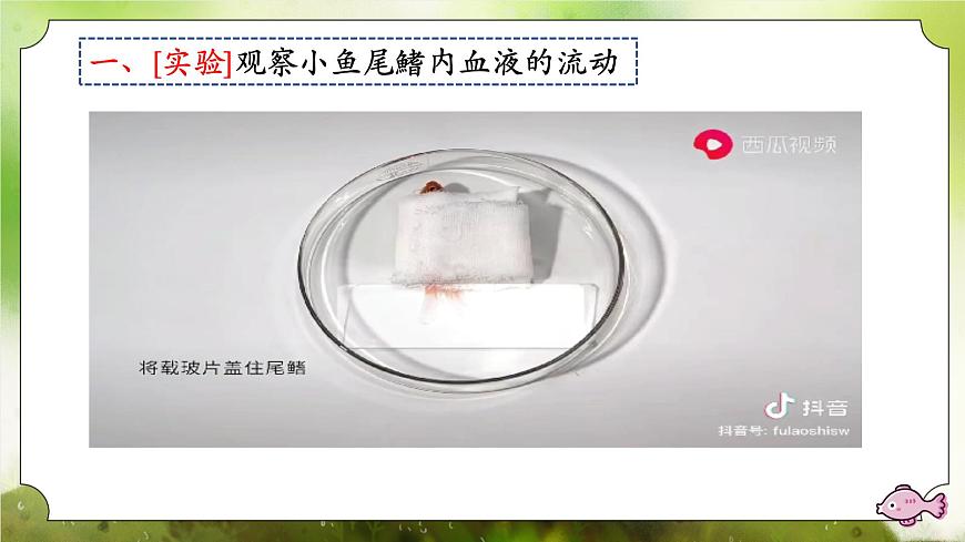 【核心素養(yǎng)】人教版初中生物七年級(jí)下冊(cè)4.4.2《血流的管道-血管》課件第7頁
