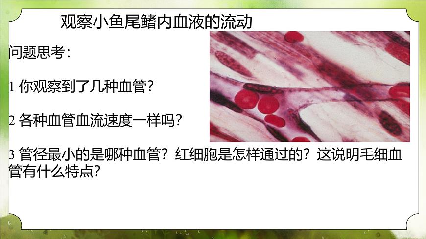 【核心素養(yǎng)】人教版初中生物七年級(jí)下冊(cè)4.4.2《血流的管道-血管》課件第8頁