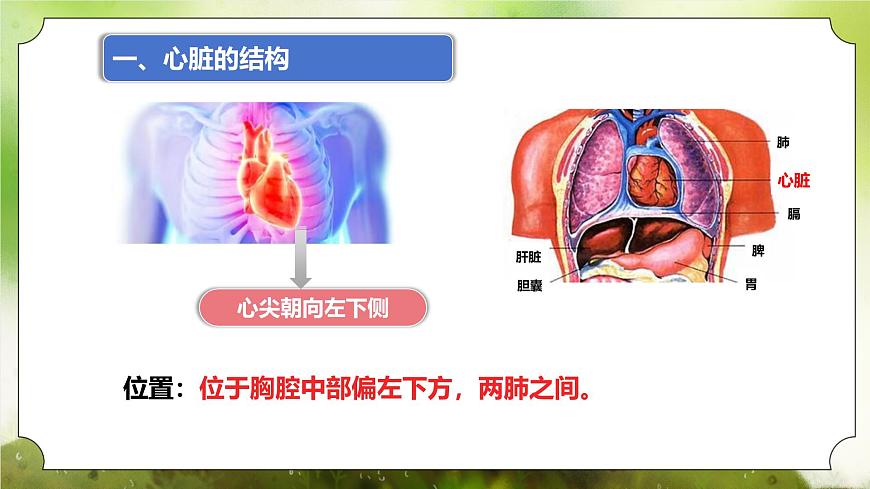【核心素養(yǎng)】人教版初中生物七年級下冊4.4.3《輸送血液的泵-心臟》課件第5頁