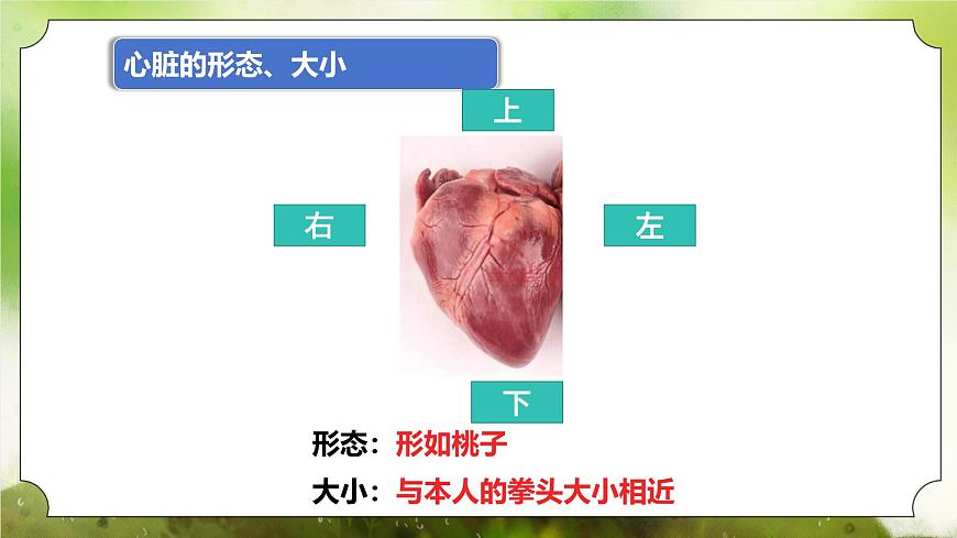 【核心素養(yǎng)】人教版初中生物七年級下冊4.4.3《輸送血液的泵-心臟》課件第6頁
