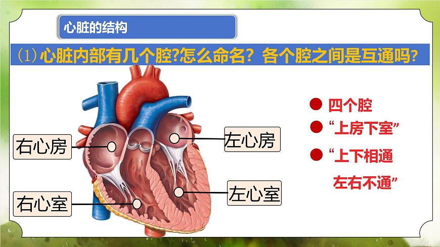 【核心素養(yǎng)】人教版初中生物七年級下冊4.4.3《輸送血液的泵-心臟》課件第8頁