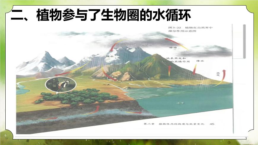 【核心素養(yǎng)】人教版初中生物七年級下冊3.2.4《植物在自然界中的作用》課件第6頁