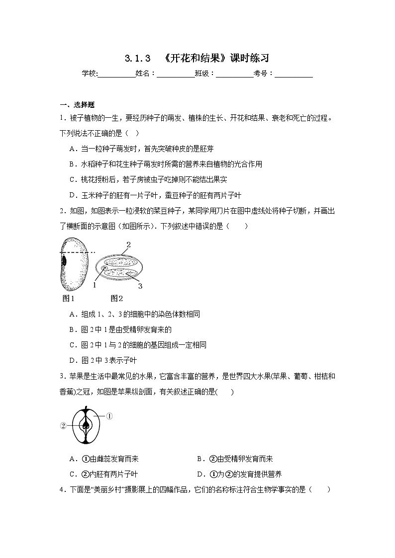 3.1.3 《开花和结果》课时练习第1页