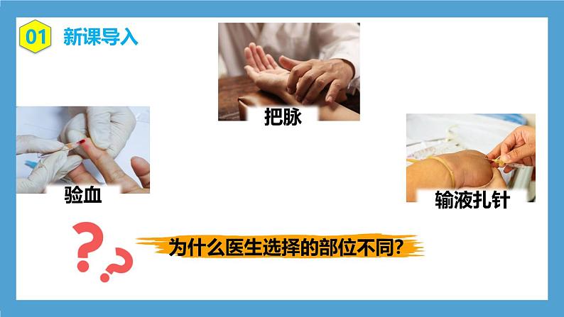 人教版初中生物七年级下册4.4.2《血流的管道—血管》课件第4页