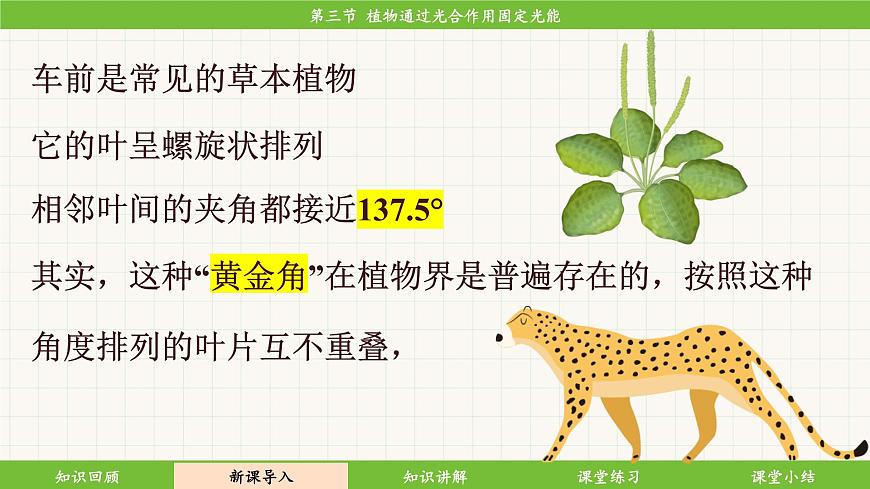 濟(jì)南版(2024)生物七年級下冊 3.1.3 植物通過光合作用固定光能(課件)第5頁