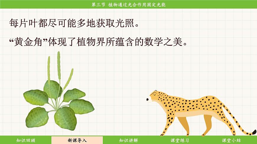 濟(jì)南版(2024)生物七年級下冊 3.1.3 植物通過光合作用固定光能(課件)第6頁