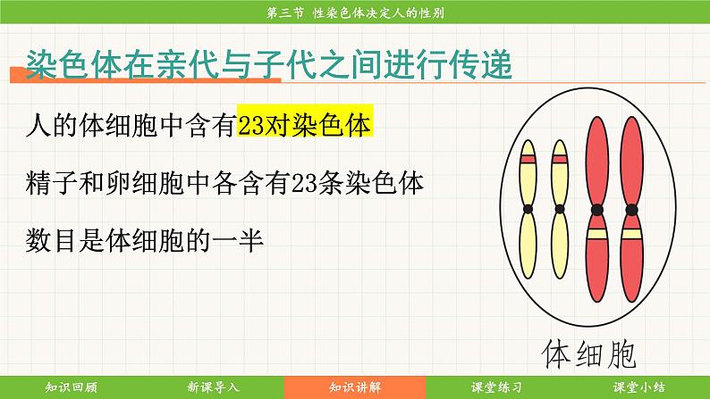 济南版(2024)生物七年级下册 4.3.3 性染色体决定人的性别(课件)第7页