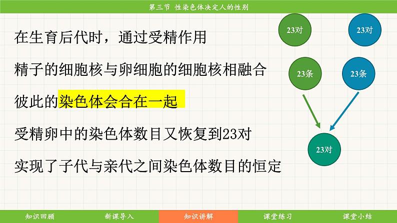 济南版(2024)生物七年级下册 4.3.3 性染色体决定人的性别(课件)第8页