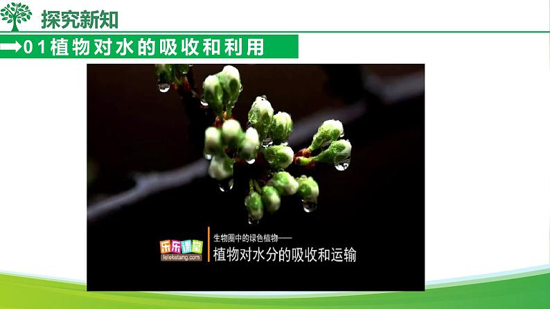 3.2.1水的利用与散失(课件)-2024-2025学年七年级生物下册同步(人教版2024)第6页