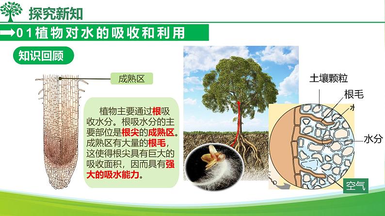 3.2.1水的利用与散失(课件)-2024-2025学年七年级生物下册同步(人教版2024)第7页