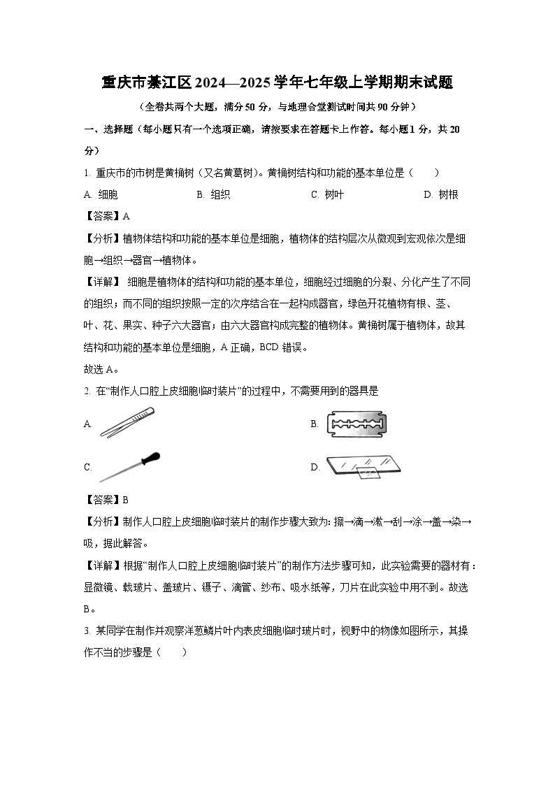 重庆市綦江区2024—2025学年七年级上学期期末生物试卷（解析版）