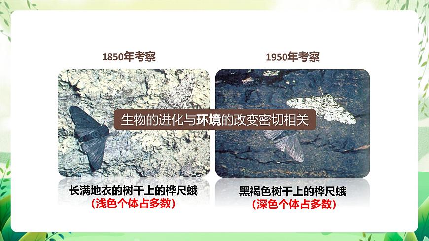濟南版生物八下5.1.4.1《生物進化的原因》課件第3頁