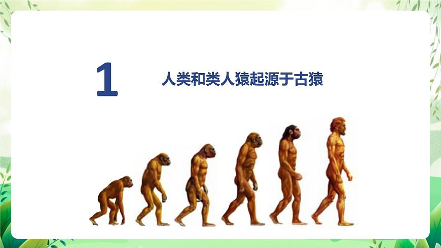 濟南版生物八下5.2.1.1《人類的起源》課件第7頁