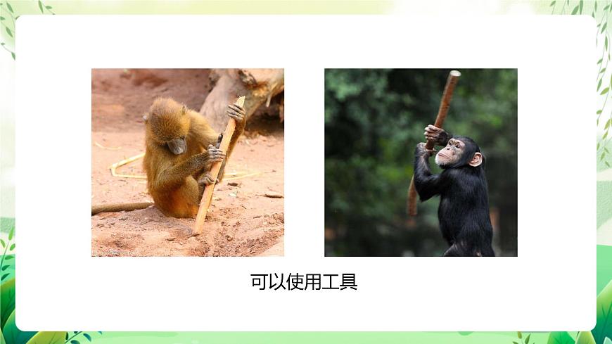 濟南版生物八下5.2.1.1《人類的起源》課件第8頁