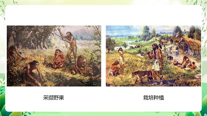 濟(jì)南版生物八下5.2.2.1《人類的進(jìn)化》課件第5頁