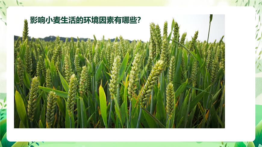 濟(jì)南版生物八下6.1.1.1《生物與環(huán)境的相互作用》課件第8頁(yè)