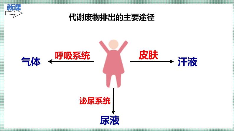9.1人体产生的代谢废物 PPT BSD第4页