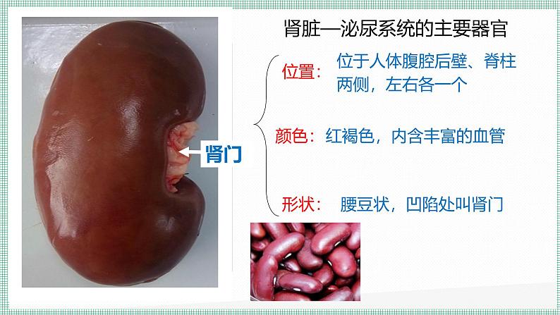 9.2尿的形成与排出 PPT BSD第6页