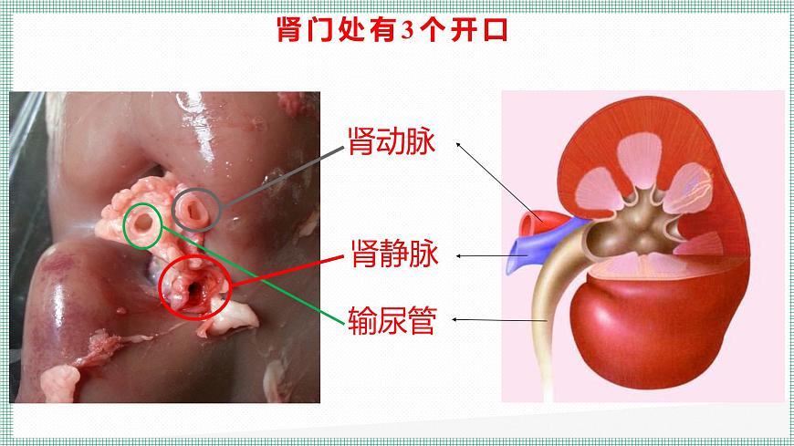 9.2尿的形成與排出 PPT  BSD第7頁
