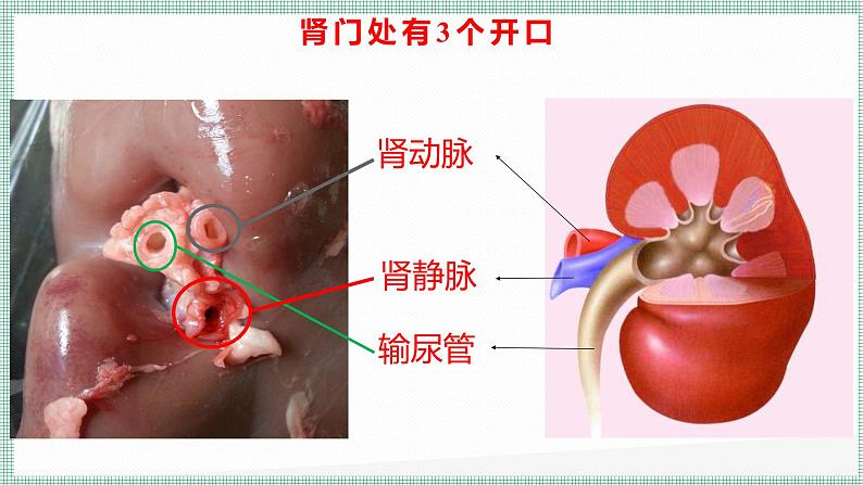 9.2尿的形成与排出 PPT BSD第7页